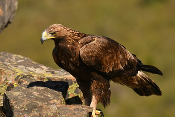 Fototapeta premium Steinadler