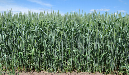 In the field growing green winter wheat