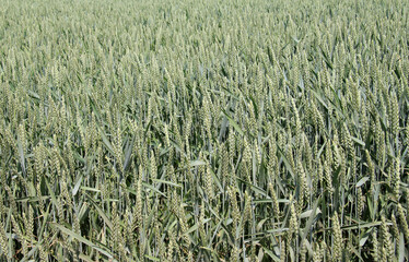 In the field growing green winter wheat