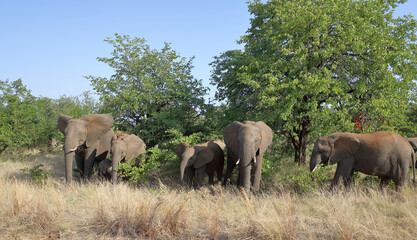 Fototapeta premium Afrikanischer Elefant / African elephant / Loxodonta africana