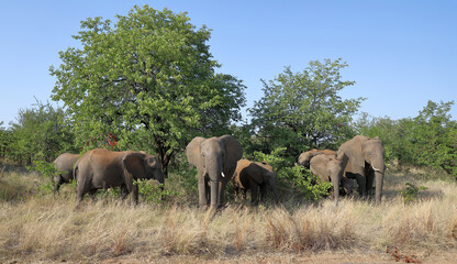 Afrikanischer Elefant / African elephant / Loxodonta africana