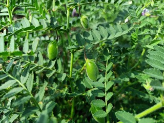 green peas growing in the garden Chickpea farm green plant are growing on the field chickpeas pod on green young plant chickpea field, Indian agriculture farm harbara or harbhara in india, gram or Ben