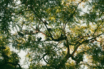 Palomas en Barcelona