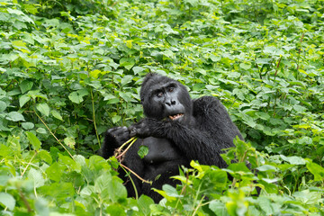 Portrait eines Gorilla Silberrücken beim Essen von Pflanzenteilen