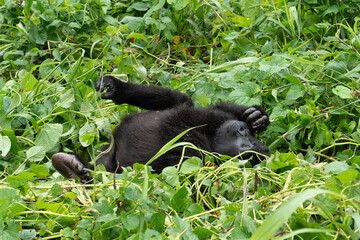 Entspanntes Gorilla Baby auf dem Rücken liegend mit geschlossenen Augen