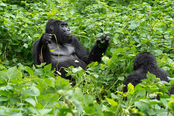 Naklejka premium Portrait eines Silberrücken Gorilla Männchens beim Verzehr von Pflanzen