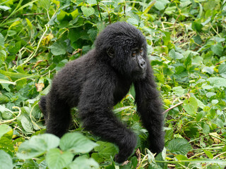 Fototapeta premium Süßes Gorilla Baby spaziert zwischen grünen Pflanzen auf den Betrachter zu
