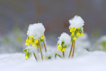 Yellow primrose, cowslip (Primula veris) covered with snow