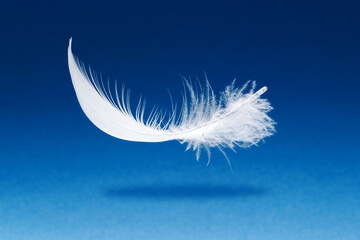 light white feather against a blue background