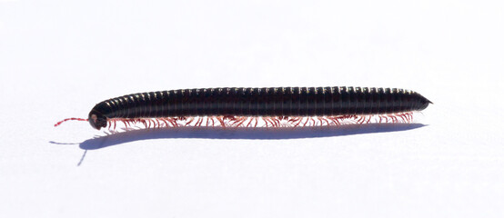 Millipede (Cylindroiulus caeruleocinctus), La Palma, Canary Islands, Spain, Europe