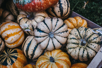 Variety of pumpkins on sale at a market, selective focus.