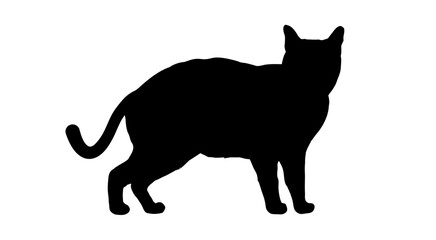  silhouette of  cat - vector illustration