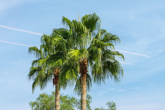 Green palm trees on a blue sky background with white airplane tracks
