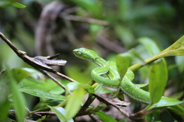 Snake green in the rain.