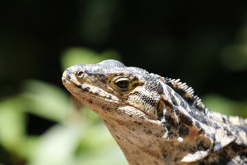 Iguana stopping the summer sun.