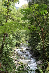 River in the jungle of Costa Rica.