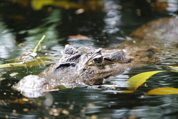 Alligators in the river waiting to hunt.