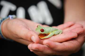 The most beautiful frog in the world in your hands