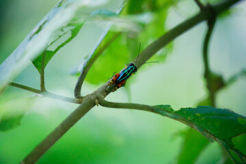 Rainbow grasshopper in the jungle.