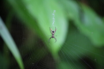 The devil spider in its spiderweb.