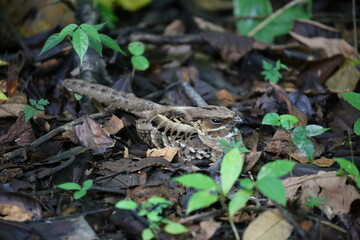 Fototapeta premium The roadside bird in its nest.