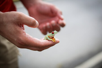 The most beautiful frog in the world in your hands.