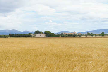 Fototapeta premium Field with rye or wheat in summer against the background of a farm.