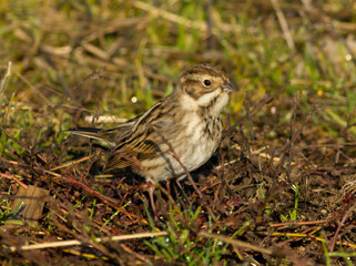 Common reed bunting in grass