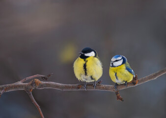 two bright birds tit and blue tit sitting on a branch in the park