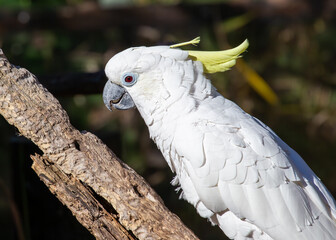 Triton Sulphur-crested Cockatoo (Cacatua galerita triton) in Australia