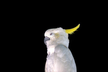 Sulphur-crested Cockatoo (Cacatua galerita) in Australia