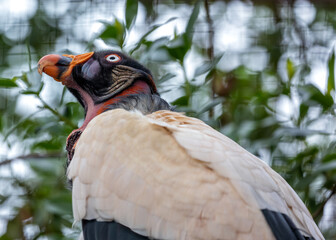 King Vulture (Sarcoramphus papa) in Central and South America
