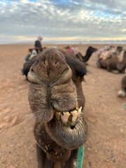 funny portrait of camel with teeth
