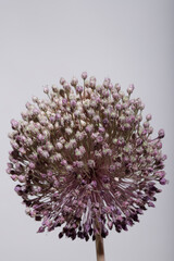 flower Allium ampeloprasum or wild leek on light background