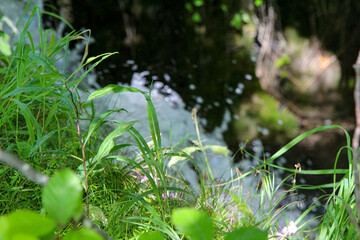 Forest Waterfall. Crystal Clear Water. Small Stream Forest. Cascade Waterfalls In The Park. Beautiful Nature. Plitvice Lakes National Park.