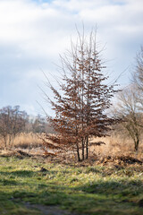 Osamotnione drzewo w zimowym słońcu - obrazy, fototapety, plakaty