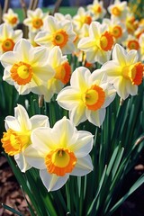 Obraz premium A beautiful field filled with vibrant yellow and white daffodils. Perfect for spring-themed projects or adding a touch of nature to your designs