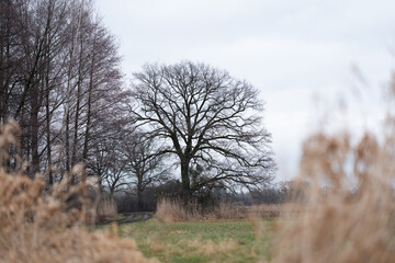 Samotne drzewo zimą z gałęziami przypominającymi koronę