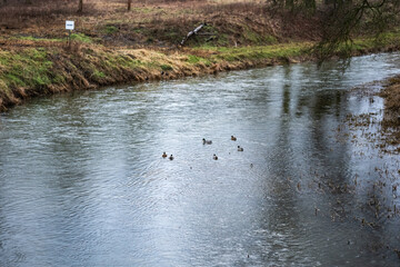 Kaczki płynące po rzece w ponurym zimowym krajobrazie
