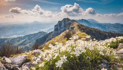 Fototapeta premium Serene mountain top adorned with white flowers, illuminated by a beautiful sunrise, perfect for a travel background.