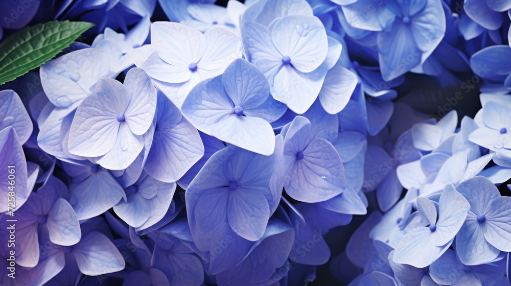 Poster a close-up view of a bunch of blue flowers. this image can be used for various purposes