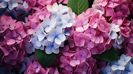 A beautiful arrangement of pink and blue flowers with vibrant green leaves. Perfect for adding a pop of color to any space