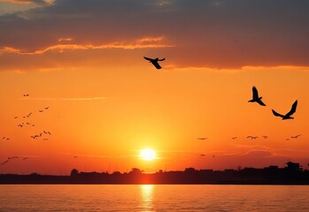 sunset with silhoutte of birds flying