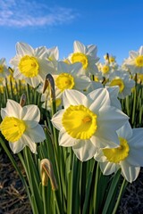 A beautiful field of white and yellow flowers under a clear blue sky. Ideal for nature and spring-themed designs