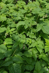 Fototapeta na wymiar Home garden, young and green raspberry shoots with large leaves growing not far from the house.