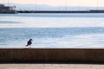 Seagull standing on the rock by the sea. Selective focus.