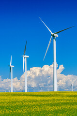 Wind Turbines and Canola Field