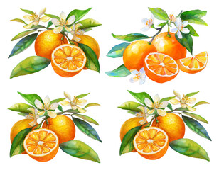 Watercolor orange fruits 