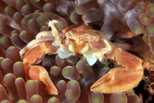 Spotted Porcelain Crab (Neopetrolisthes maculatus) in an Anemone. Anilao, Philippines