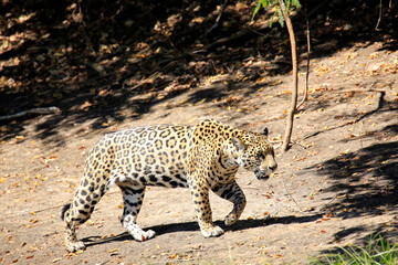 Jaguar Walking on the Riverbank, Pantanal, Brazil